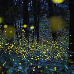 Firefly Lullabye feat. The Beatles