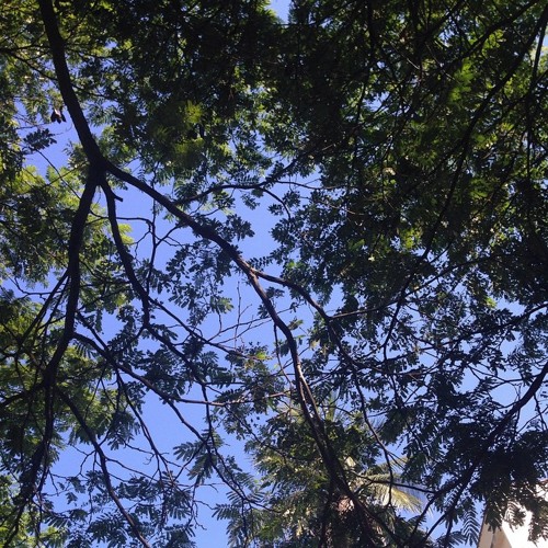 Stream De Onde Vem A Calma Los Hermanos by Letícia Dutra Listen