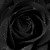 Artwork for Black Roses Cover