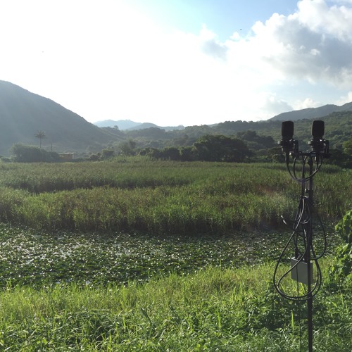 Hong Hong Field Recording Bird Sound with (little)Natural Reverb 鳥聲 @ 香港 大埔 南涌
