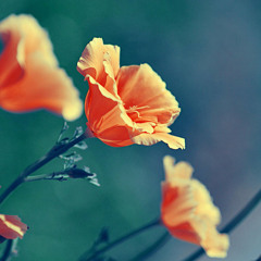 Wally Stryk - June Deep Podcast - 2015