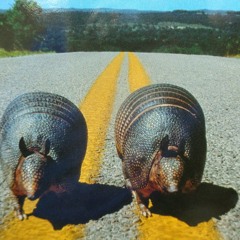 Armadillos Come in Pairs