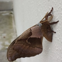 Cities In Between - Memories