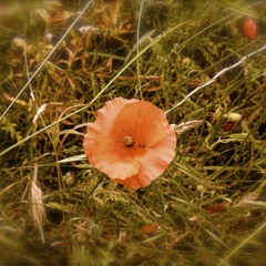 Orchestral Recording Session (2015)