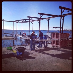 Les huîtres malades de l'Etang de Thau