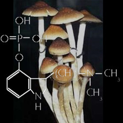 Psilocybin Fungus Freakout (Mushrooms)