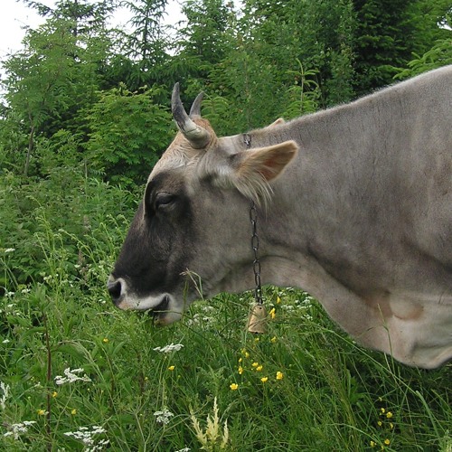 Карпатські корови та їхні дзвіночки Carpathian cows and their bells