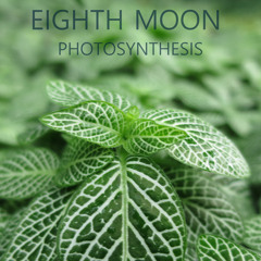 Photosynthesis