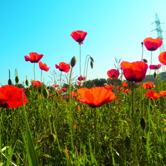 Kangaroo Court  - Capital Cities (Amapola Cover)