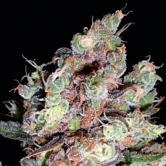 Short Dope Freestyle