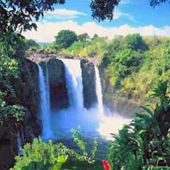 Hawaii Artist