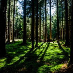 Sound of Forest(GOA MINIMALE)