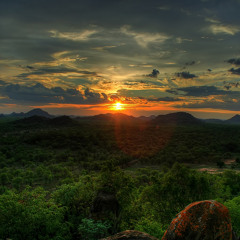 Allium [+Free Download]