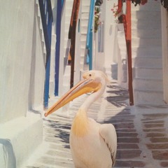 Looking for a pelican