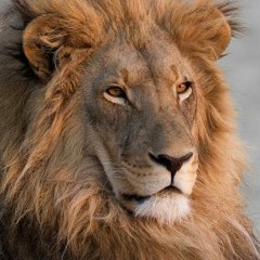 Alberto Valdez - Jonhy El Leon Tatuado - Mp3