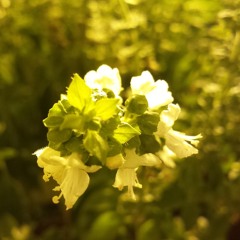 Salvia Divinorium - Supersolo