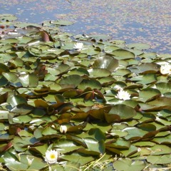 Water Lilies