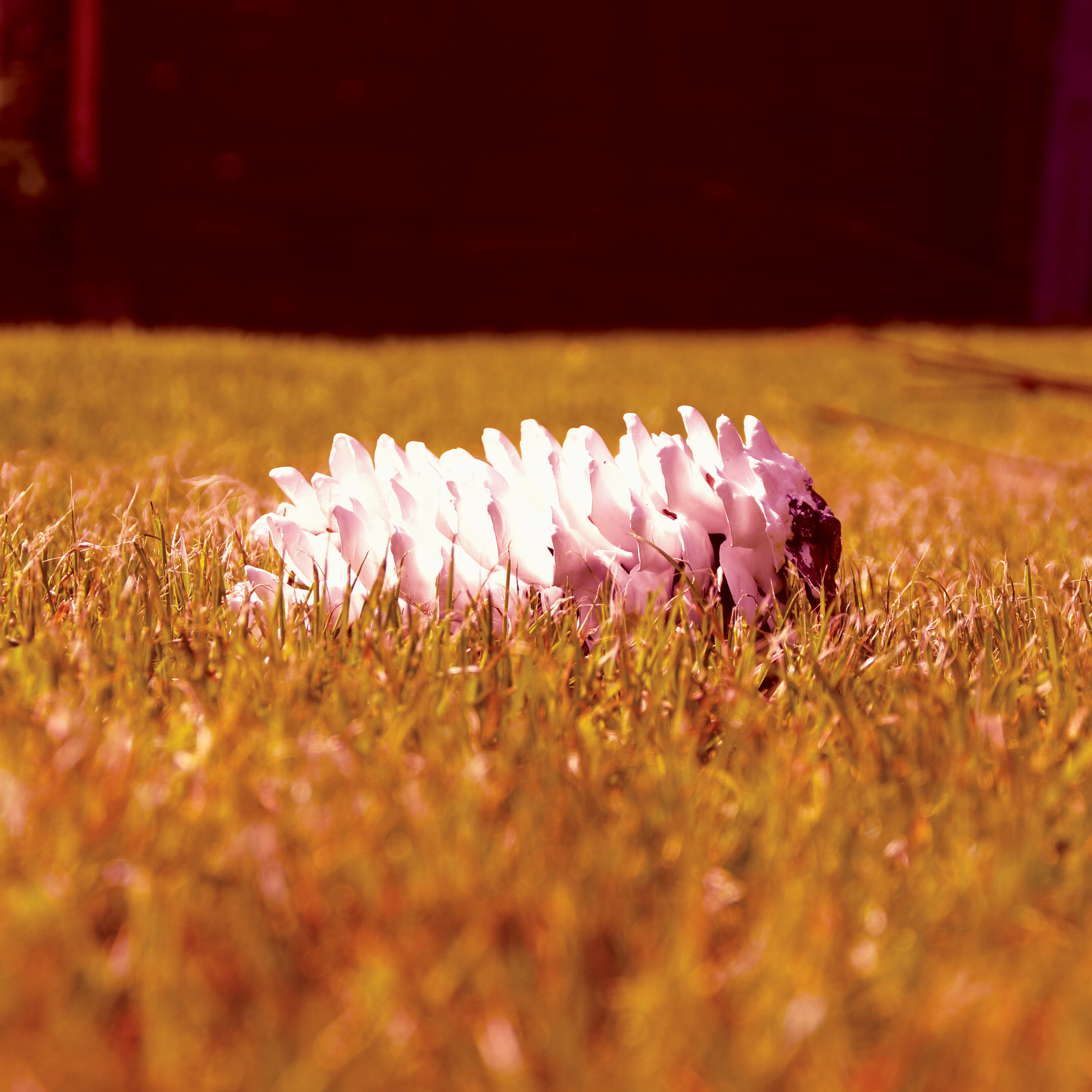 Fir Cone Children - Your Red Eyes episode artwork
