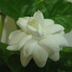 စပယ္ပြင့္ျပီေမာင္