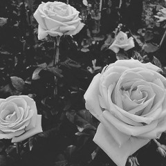 MEDUSA'S CHARM - INDISV