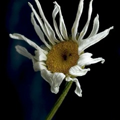 Daisy's Song (Hope Over Heroin)