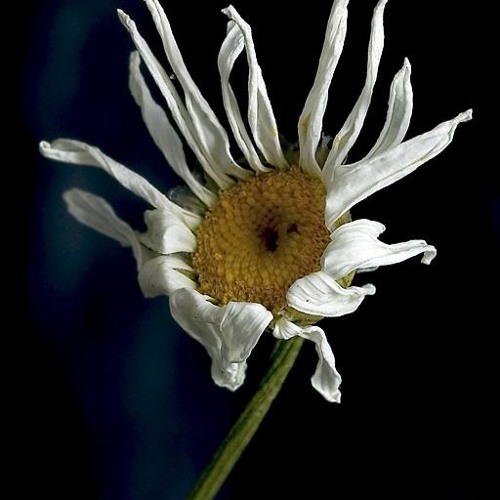 Daisy's Song (Hope Over Heroin)