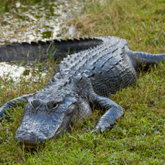 Bobby Sochi - Later Alligators