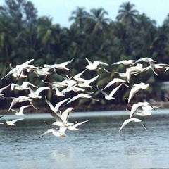 4.06  එනු මිතුර පසු නොබා - Come My Friend Don't Hesitate - தயங்காமல் வாருங்கள் நண்பரே