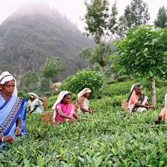 3.05 කඳුයාය මත වැතිරී - Lying on the highlands - மேலைநாடுகளில் கிடக்கிறது