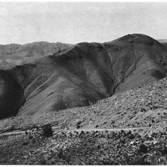 Forest With No Trees