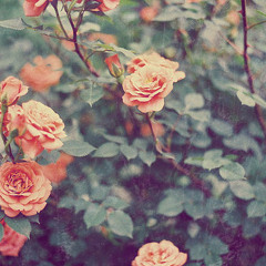 roses [inst.]