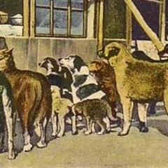 sokak köpekleri-umrumda diyil