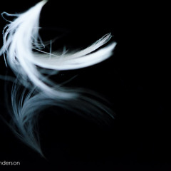 THE FEATHER´S DANCE