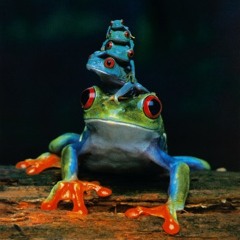 Frog Trance