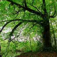 Bach Cello Suite No.1, Prelude