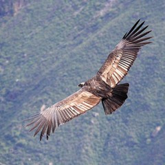 El Condor Y El Aguila