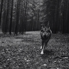 Wolf - Cinematic Hip Hop instrumental prod. PacBeats