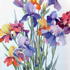 A Cornucopia Of Irises