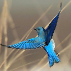 WISKIM-Bluebird