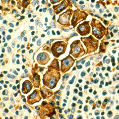 Material by Isabel Sobral Campos