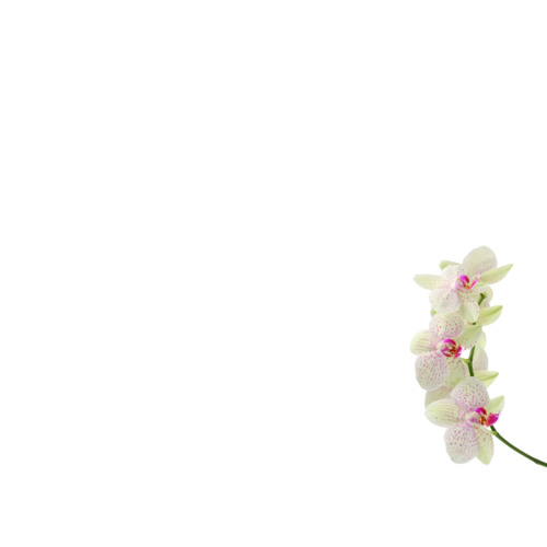 Shima33 - Exhibit D: Tears