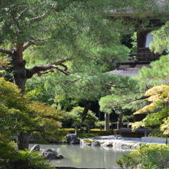 Semii "cicada" sounds at Ginkaku-ji, Kyoto