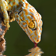 Geko