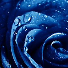 (Cover)Aki阿杰/橙翼-丹青客 by  豬豬 & 穆神