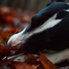 Let Us Get Murdered (AJJ cover)