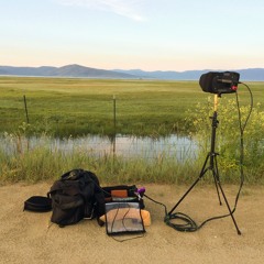 Sierra Valley - Dawn Chorus