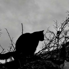 Nictófilo x Black Flema