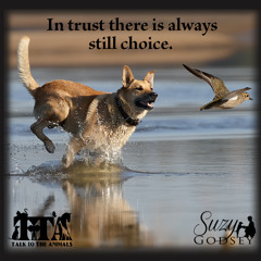 Trust VS Expectation