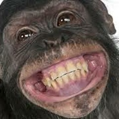 Majmune Jedan Majmunski (loop)