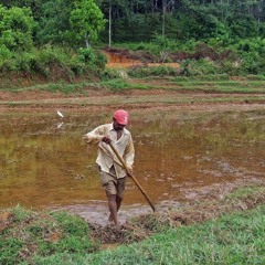 1.04  කැත්තේ උදැල්ලේ මුවහත් වෙයන් හෙට - Be sharpened tomorrow, blades and mamoties!